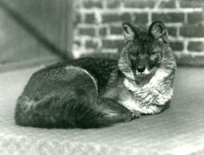 Un dhole ou chien sauvage asiatique en voie de disparition se reposant au zoo de Londres, 1923 (photo nb) - Frederick William Bond